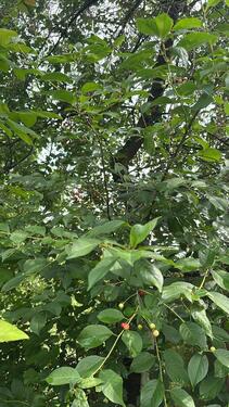 Foto - KleingartenSchrebergarten abzugeben