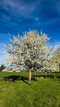 Foto - Camping auf der Obstwiese - 20,00&nbsp;EUR Kaltmiete,