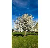 Camping auf der Obstwiese - 20,00&nbsp;EUR Kaltmiete, in Bedburg (PLZ: 50181)