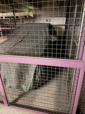 Foto - andere in Haar