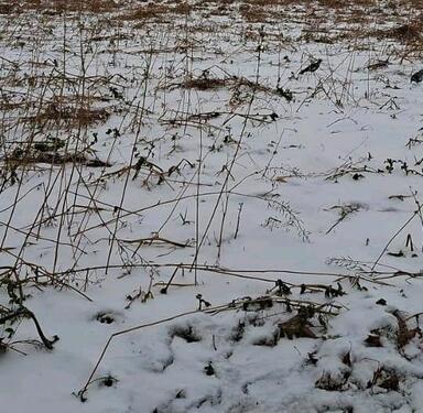 Foto - Ackerland in guter Verkehrslage