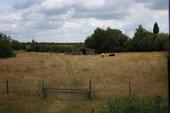 Foto - 1 Hektar eingezäuntes Weideland zu verpachten
