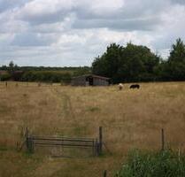 1 Hektar eingezäuntes Weideland zu verpachten - Domsühl