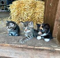 Urlaub auf dem Bauernhof Ferienhäuser - Neustadt am Kulm