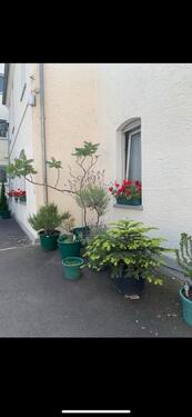 Foto - 2-Zimmer-EG-Wohnung (55 qm) in Wiesbaden-Biebrich