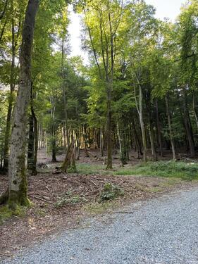 Foto - Grundstück in Mespelbrunn