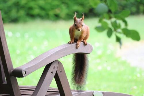 Foto - Einfamilienhaus in Nideggen zum Kaufen