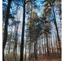 Wald Waldfläche Mischwald Buchenwald 1,2 ha - Birgland