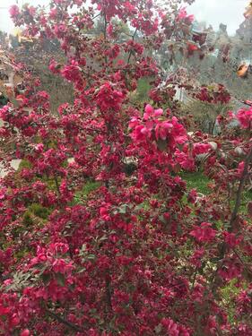 Foto - 3 Zimmer Etagenwohnung zum Kaufen in Bad Soden am Taunus