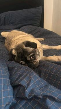 Foto - Große 3 Zimmer Hof Wohnung ,Traumlage in Schwarme .