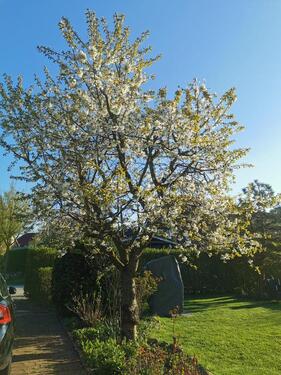 Foto - 5 Zimmer Einfamilienhaus zum Kaufen in Lübeck