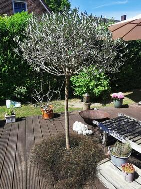 Foto - 5 Zimmer Einfamilienhaus in Lübeck