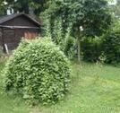 Foto - 