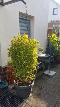 Foto - Einfamilienhaus in Lugau/Erzgebirge zum Kaufen