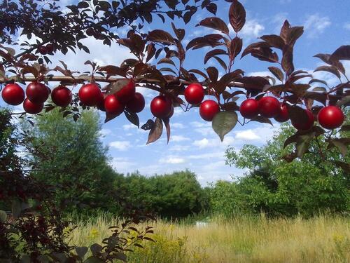 Foto - Gartenbeteiligung in Würm – Deine Schrebergarten-Alternative