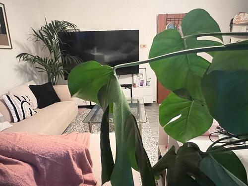 Foto - Große möbliertes WG Zimmer für Frauen