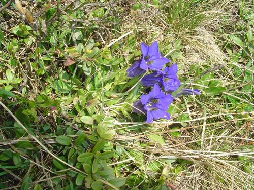 Foto - 1,5 Zimmer Wohnung, komplett möbliert und ausgestattet