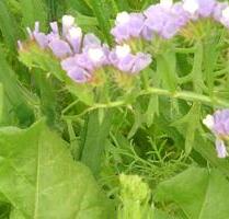 2 Zi-Wohnung kpl. möbilert und ausgestattet - Villingen-Schwenningen