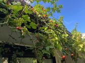 Foto - Sommer im Garten. Winter am Kamin. Zuhause für die ganze Familie