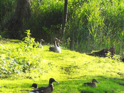 Foto - Etagenwohnung in Berlin zur Miete