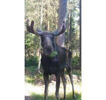 Urlaub in Südschweden, see- und meernah, Ruderboot - Nahe