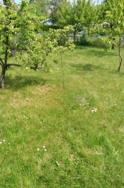 Foto - Kleingarten Schrebergarten - 4.500,00 EUR Kaltmiete, ca.  0,00 m²