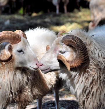 Foto - Schöne 2 und 3 ZKB Wohnung - 1.100,00&nbsp;EUR Kaltmiete, ca.&nbsp; 115,00&nbsp;m&sup2;