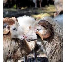 Schöne 2 und 3 ZKB Wohnung - 1.100,00&nbsp;EUR Kaltmiete, ca.&nbsp; 115,00&nbsp;m&sup2; in Fürth (PLZ: 64658)