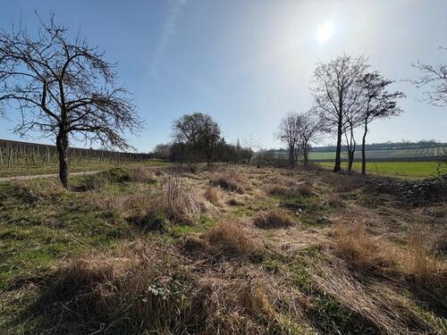 Foto - Grundst&uuml;ck in Mommenheim zur Miete