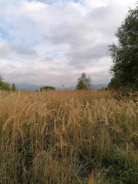 Foto - andere in Mainz zur Miete
