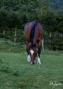 Foto - andere in Jandelsbrunn zur Miete