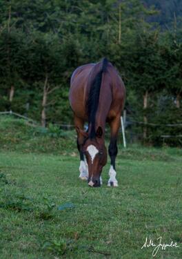 Foto - andere in Jandelsbrunn zur Miete