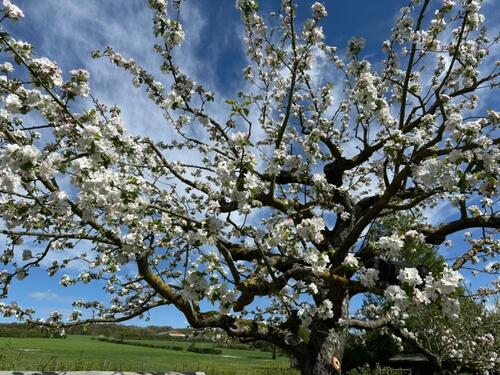 Foto - Grosses Gartengrundstück inkl. Mieteinnahmen (12 Parzellen)