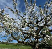 Grosses Gartengrundstück inkl. Mieteinnahmen (12 Parzellen) - Wehrheim