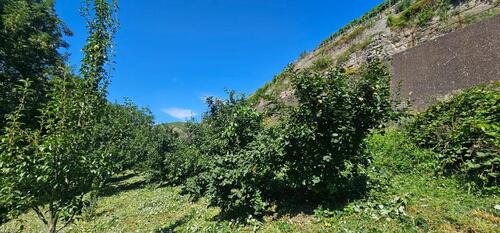 Foto - Gartengrundstück in Walheim - 360,00 EUR Kaltmiete, ca.  0,00 m²