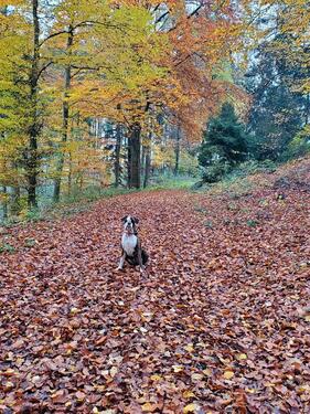 Foto - Etagenwohnung in Wolnzach zur Miete