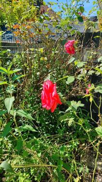 Foto - Etagenwohnung in Eriskirch