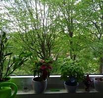 3 Zimmer in Lokstedt, gut geschnitten, ab 1. April frei - Hamburg Stellingen