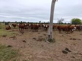 Foto - Investment-Chance: 3.800 ha in Paraguay