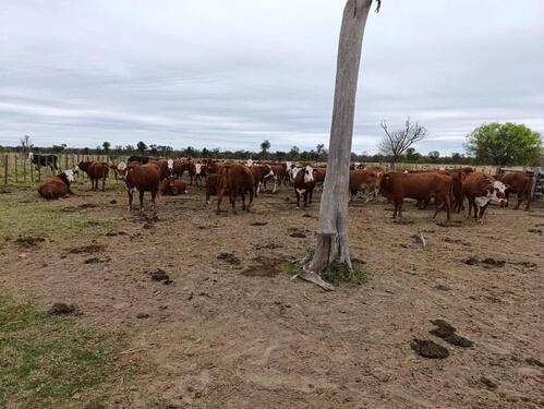 Foto - Investment-Chance: 3.800 ha in Paraguay
