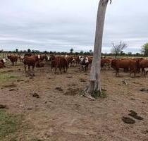 Investment-Chance: 3.800 ha in Paraguay - Germering