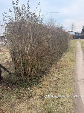 Foto - Grundst&uuml;ck zur Miete in Schwedt (Oder)
