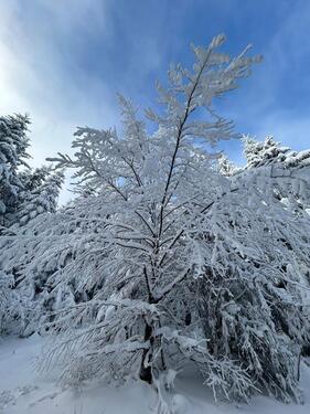 Foto - andere in Willingen (Upland) zur Miete