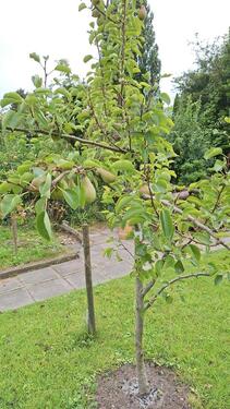 Foto - Grundst&uuml;ck zur Miete in Oldenburg