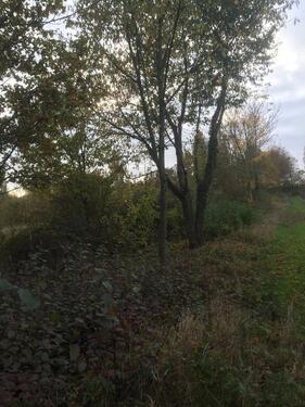 Foto - Grundst&uuml;ck zur Miete in Landau in der Pfalz