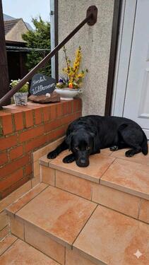 Foto - Ferienhaus am Plauer See 95m2 2-5 Personen mit Hund