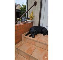 Ferienhaus am Plauer See 95m2 2-5 Personen mit Hund - Plau am See