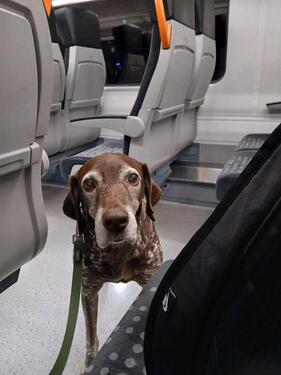 Foto - Jemand Lust auf WG Neugründung mit Hund?