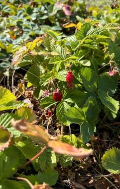 Foto - Grundstück in Wettin-Löbejün zur Miete