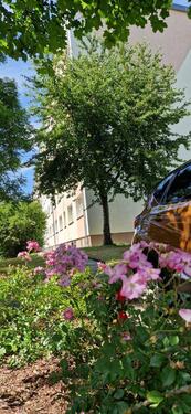 Foto - 3 Zimmer Etagenwohnung zum Kaufen in Neukieritzsch